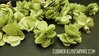 Tasseliriipus Flower lime 2kpl